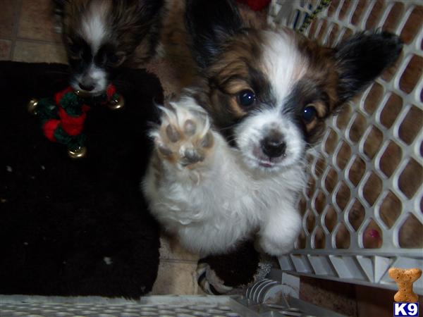 Papillon puppies for sale